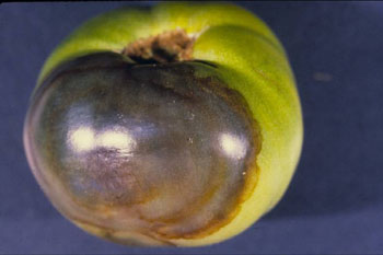 Tomato with buckeye rot