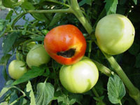 Blossom-end rot on tomato on a vine