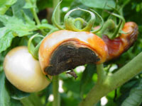 Tomato with severe blossom-end rot