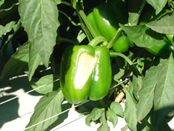 sunburnt bell pepper