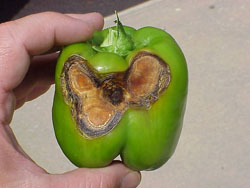Figure 5. Pepper Anthracnose with BER-like symptoms.