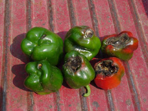 bell peppers with blossom-end rot