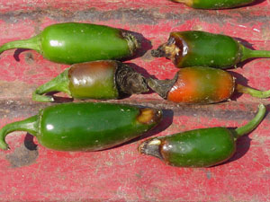 Figure 7. Blossom-end rot of jalapeno pepper.