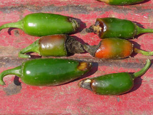 jalapeno peppers with blossom-end rot