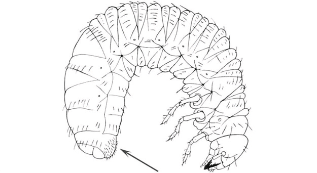 Grub with an arrow pointing to the raster on the abdomen