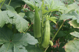 okra