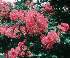 Crape Myrtle