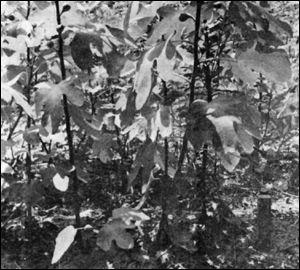 Figs propagated from cuttings