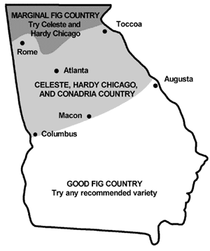 Map of Georgia showing regions suited for fig growing. The southern half of the state is good fig country for any recommended variety. The middle stripe from about Macon north to about Rome and Toccoa are Celeste, Hardy Chicago, and Conadria country. The northmost part of the state is marginal fig country, try Celeste and Hardy Chicago