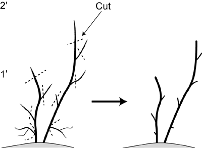 Figure 1: Pruning at planting.
