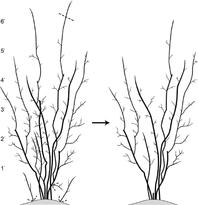 Figure 2: Cane renewal of rabbiteye blueberries 6 feet and taller.