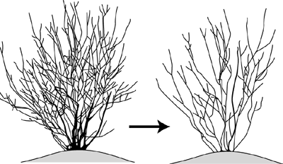 Highbush blueberry bushes before and after thinning