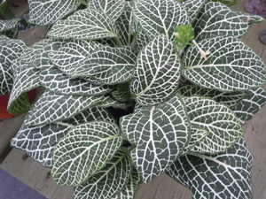 Fittonia叶子植物