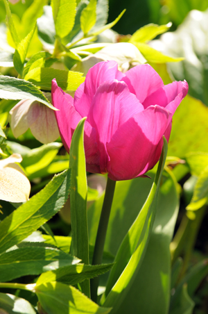 tulip forced spring bulb