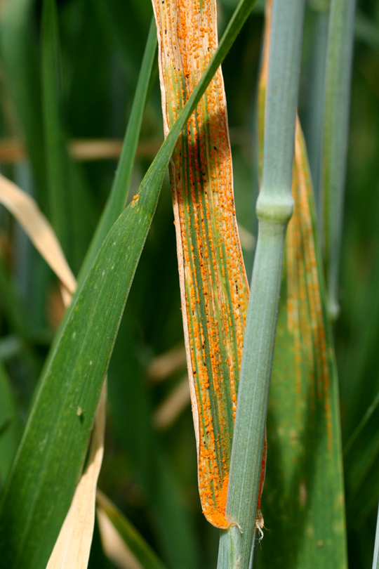 Brown rust of wheat is caused by