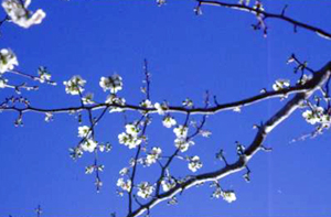 mayhaw blossom
