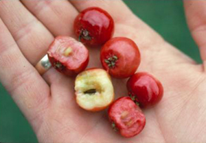 mayhaw fruit in hand