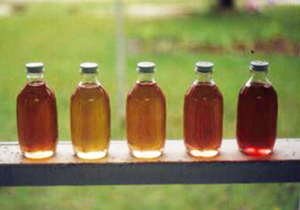 Bottles of mayhaw jelly in a line