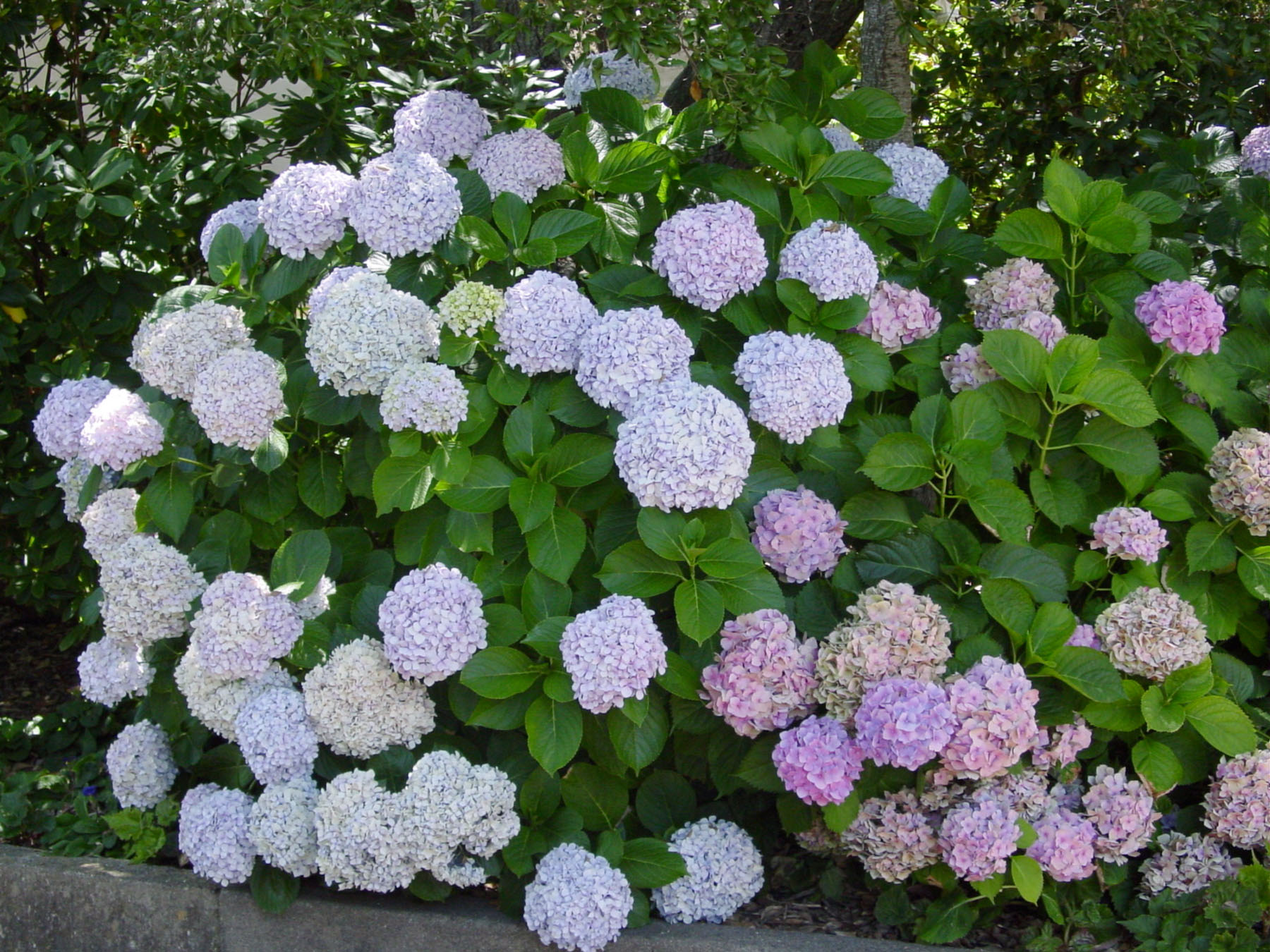 Image of Bigleaf hydrangeas (Hydrangea macrophylla)