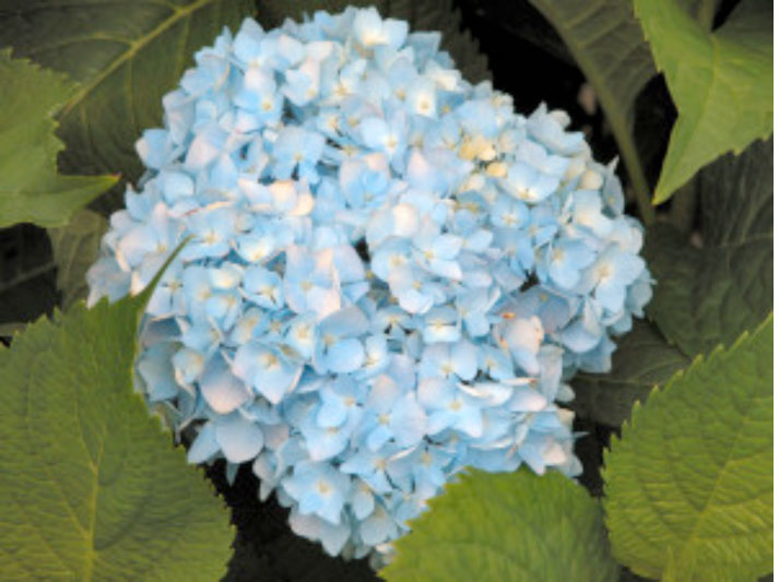 hortensia flower cluster