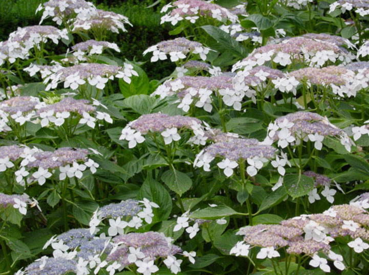 lacecap flowers