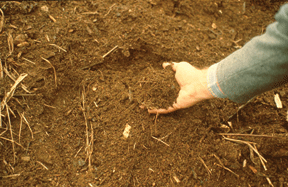 hand in compost