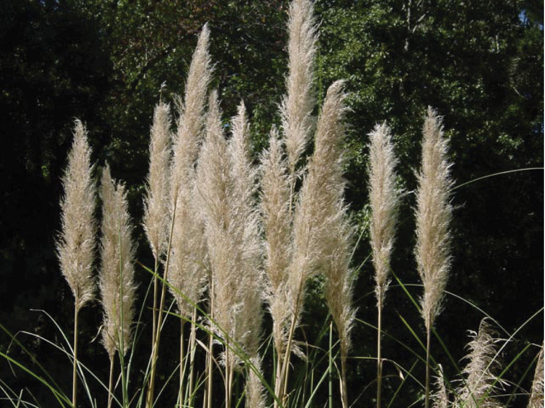 Tall pampas grass -  Italia