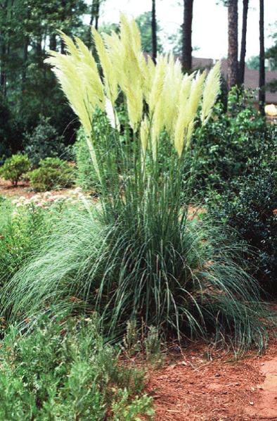 Pink Pampas Grass