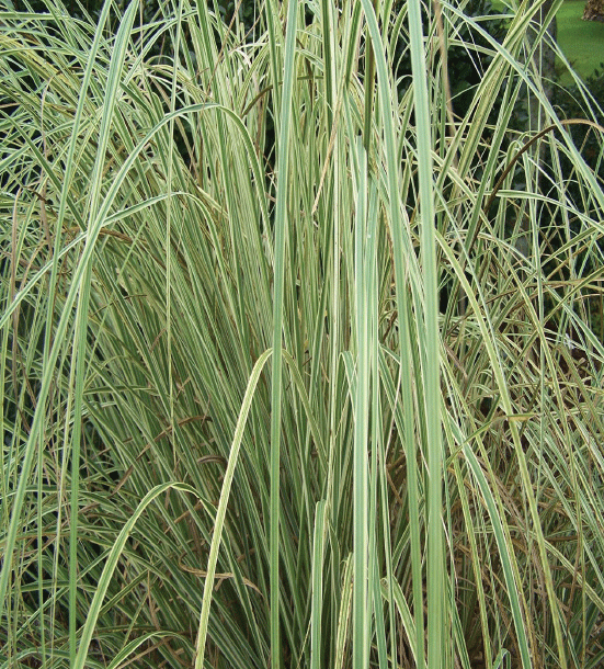 Silver Comet pampas grass