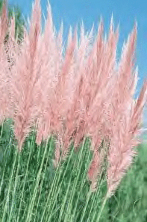 Pink Feather pampas grass