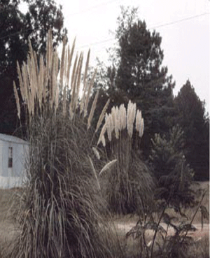 male and female Pampas Grass in the landscape. Male pampas grass has thinner plumes than female grass. 