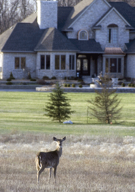 Deer in a residential area