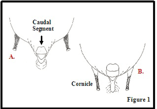 Caudel segment and cornicles