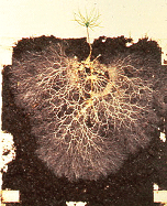 pine seedling roots