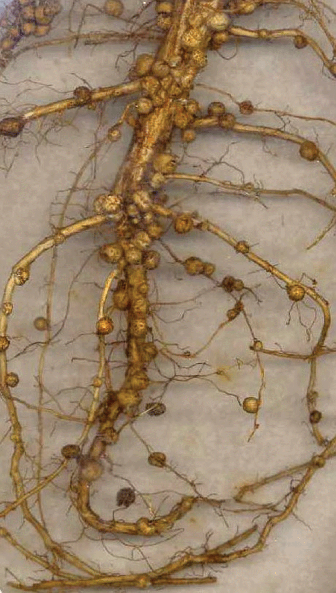soybean roots