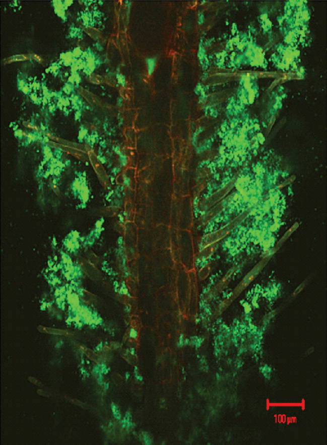 plant roots with fluorescent film