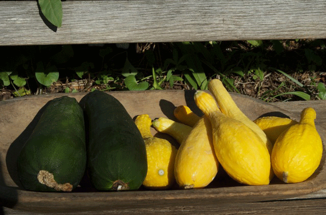 Summer Squash