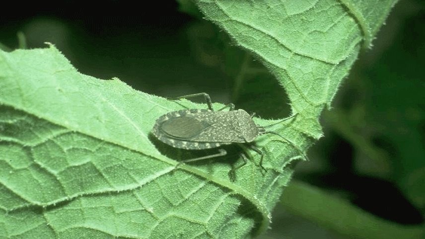 Squash Bug