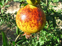 sunscald on pomegranate fruit causes the skin to be blotchy yellow
