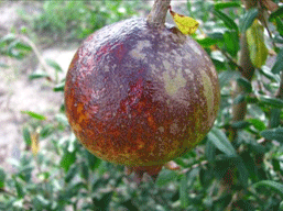 sunburn on pomegranate fruit leave the skin darkened and dry