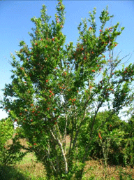 multi-trunk pomegranate tree