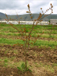 single-trunk pomegranate tree