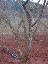 triple-trunk pomegranate tree