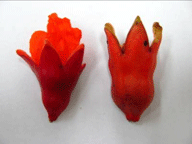 Photo of the exterior of the vase-shaped male (flower on left) and peanut-shaped hermaphroditic (flower on right) pomegranate.