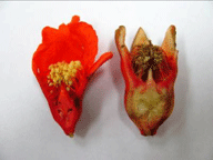 Photo of the interior (bottom), of the vase-shaped male (flower on left) and peanut-shaped hermaphroditic (flower on right) pomegranate.