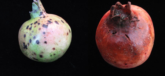 Pomegranate fruit with pale green to pink skin and dark spots due to Cercospora infection (left). Pomegranate fruit with a dried appearance and cracks near the top of the fruit (right).