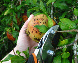 Photo of clipping shears properly removing fruit from tree