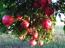 pomegranates about ready for harvest