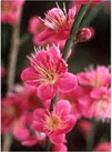 Japanese Apricot flowers
