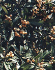 Loquat foliage